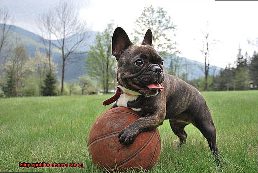 Are French Bulldogs quiet-3