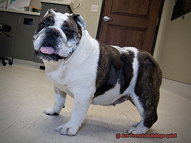 Are French Bulldogs quiet-5