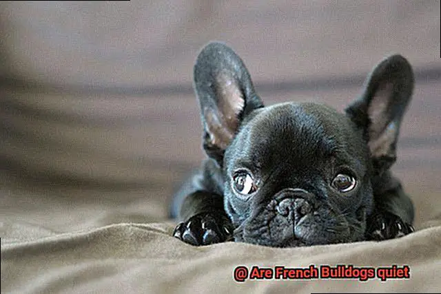 Are French Bulldogs quiet-2