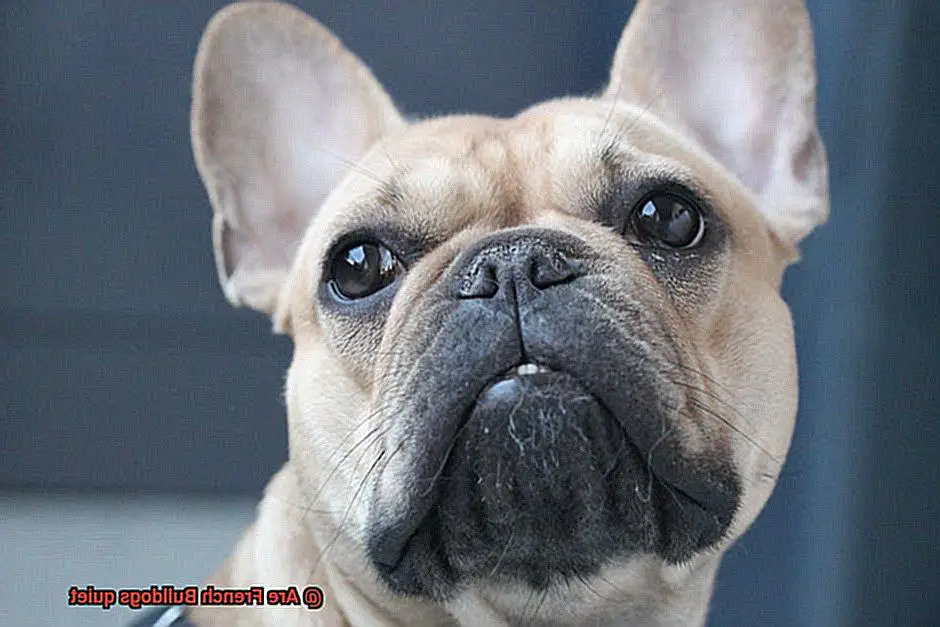 Are French Bulldogs quiet-4
