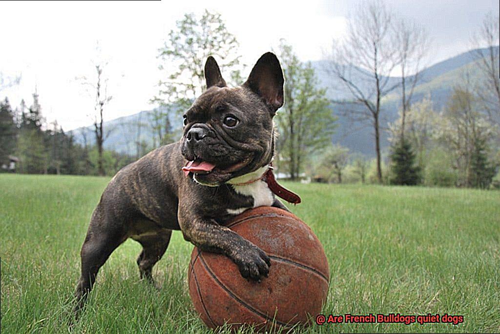 Are French Bulldogs quiet dogs-3