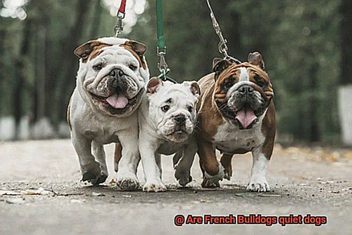 Are French Bulldogs quiet dogs-4