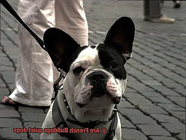 Are French Bulldogs quiet dogs-2