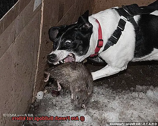 Are French Bulldogs rat killers-2