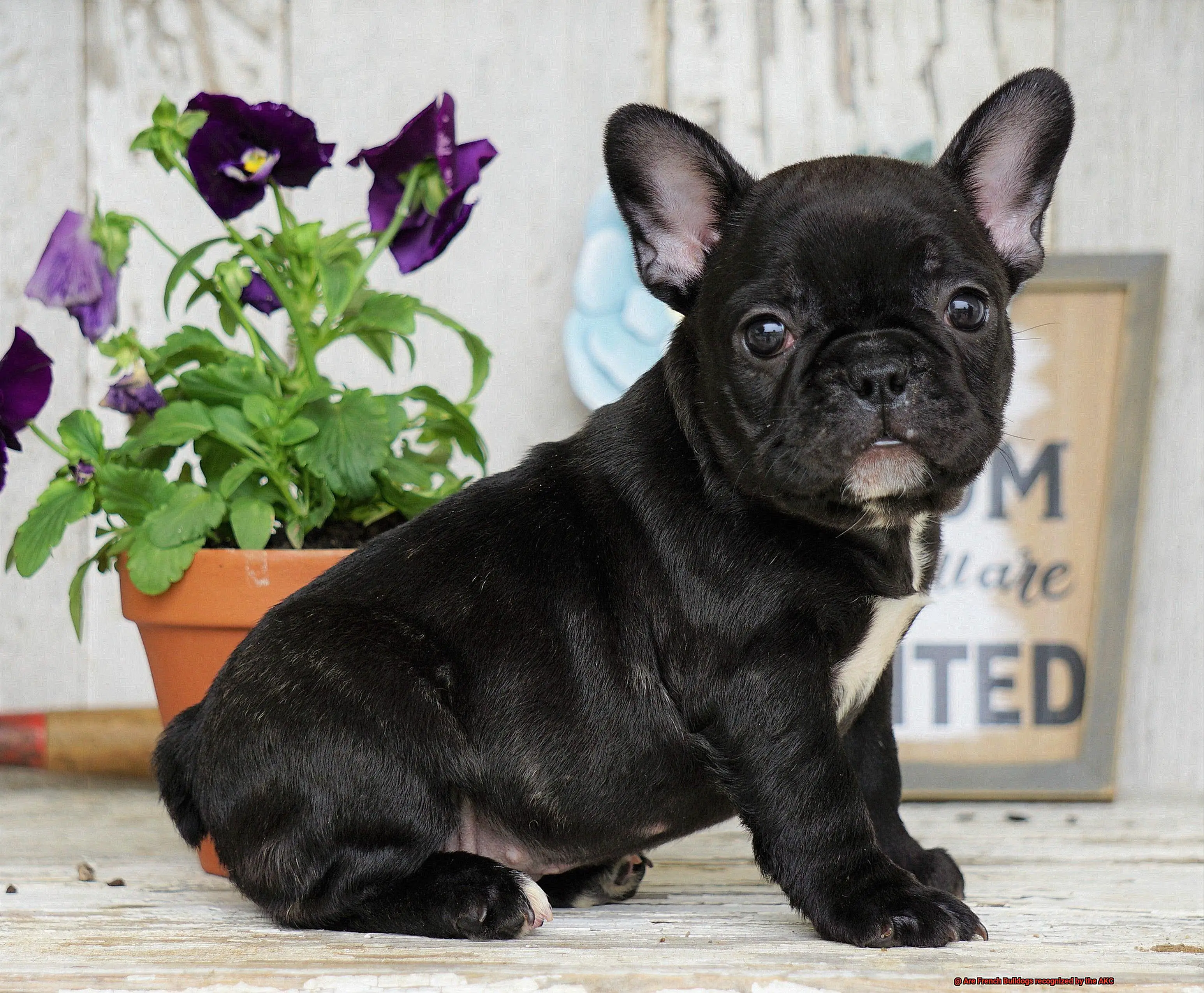 Are French Bulldogs recognized by the AKC-2