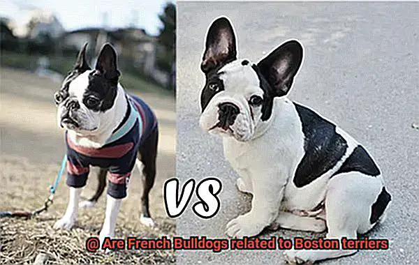 Are French Bulldogs related to Boston terriers-7