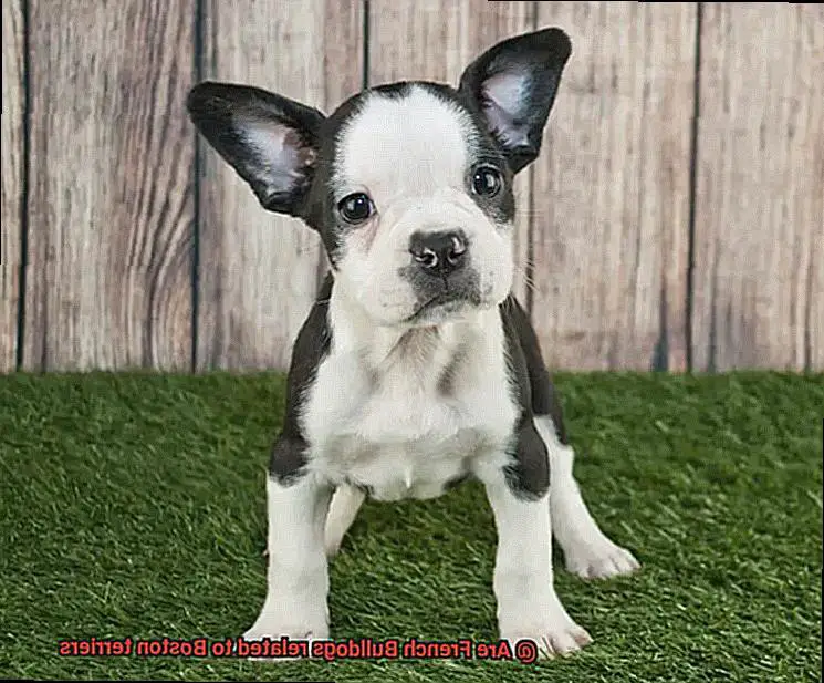 Are French Bulldogs related to Boston terriers-8