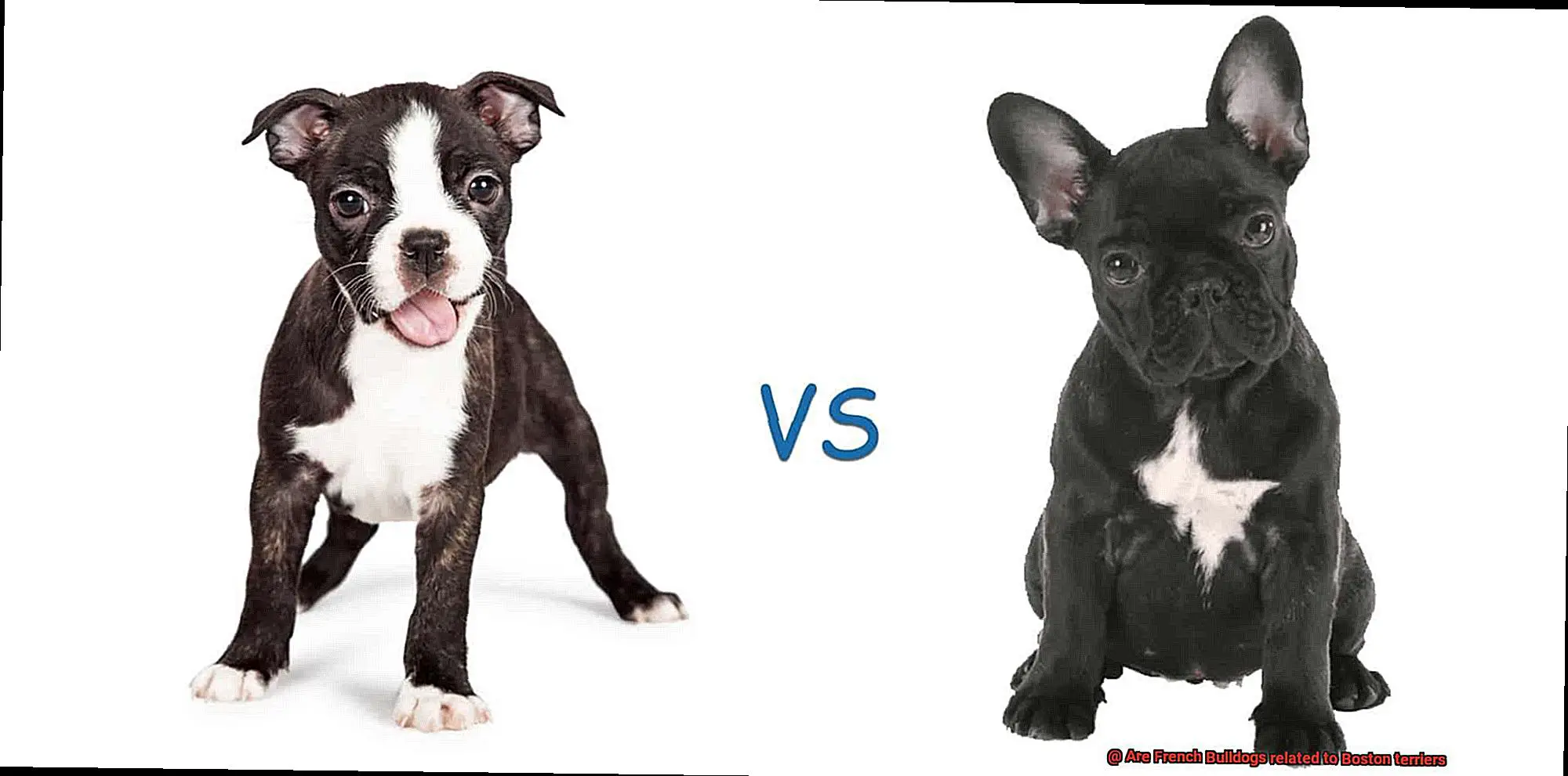 Are French Bulldogs related to Boston terriers-2