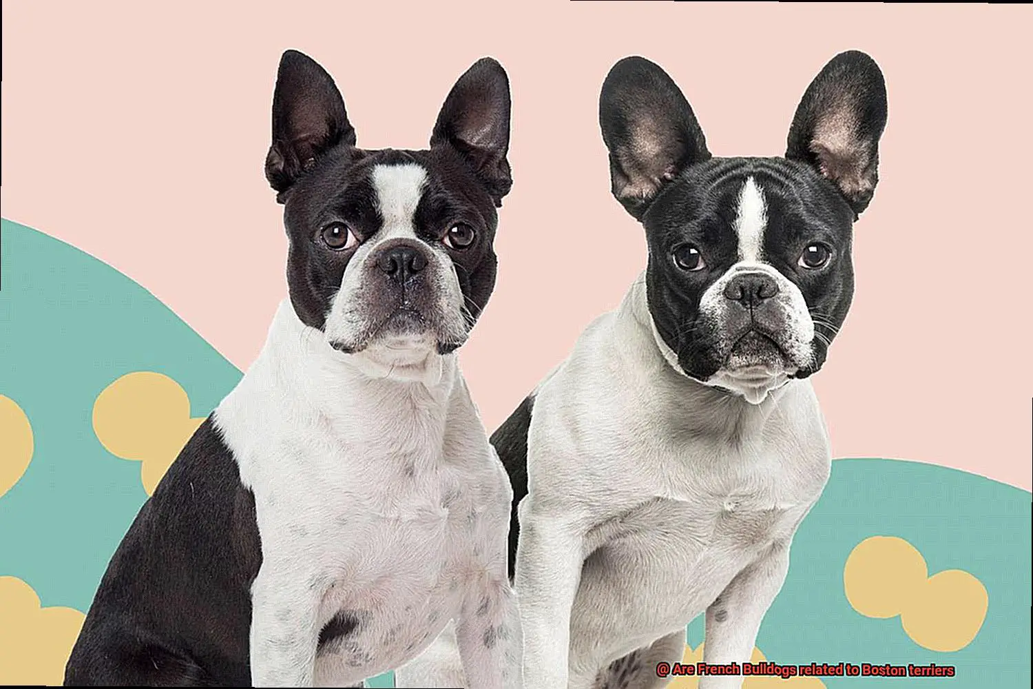 Are French Bulldogs related to Boston terriers-6