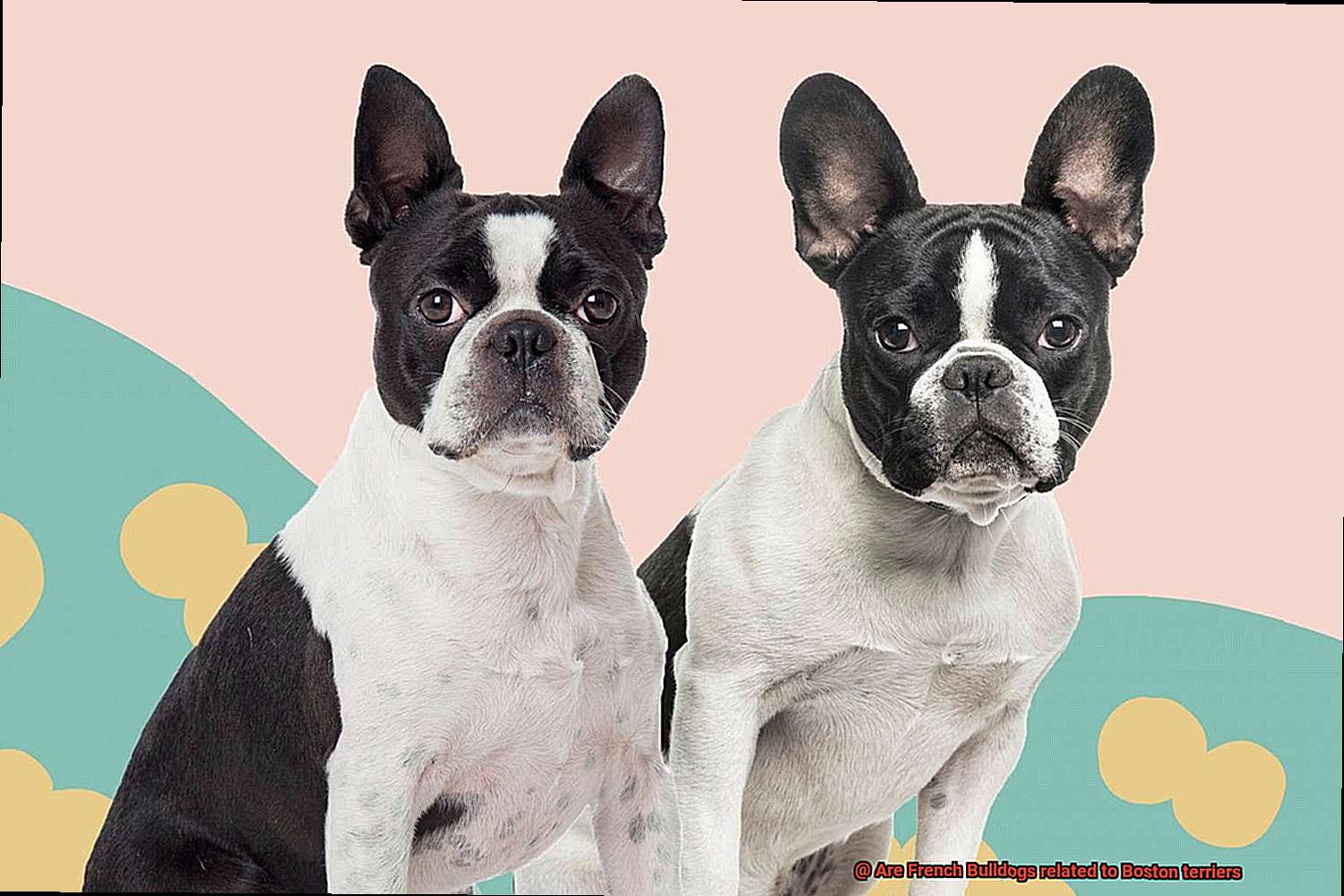 Are French Bulldogs related to Boston terriers-6