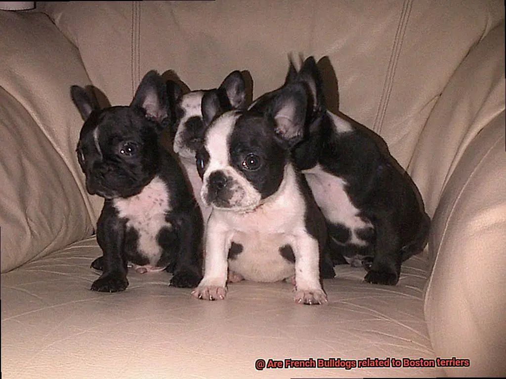 Are French Bulldogs related to Boston terriers-4