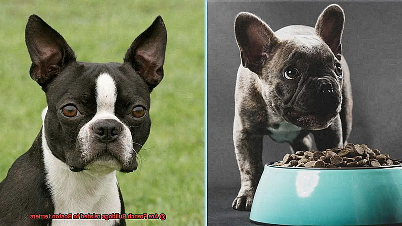 Are French Bulldogs related to Boston terriers-5