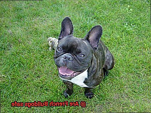 Are French Bulldogs safe-3