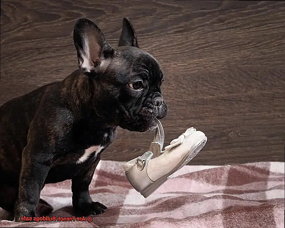 Are French Bulldogs safe-4