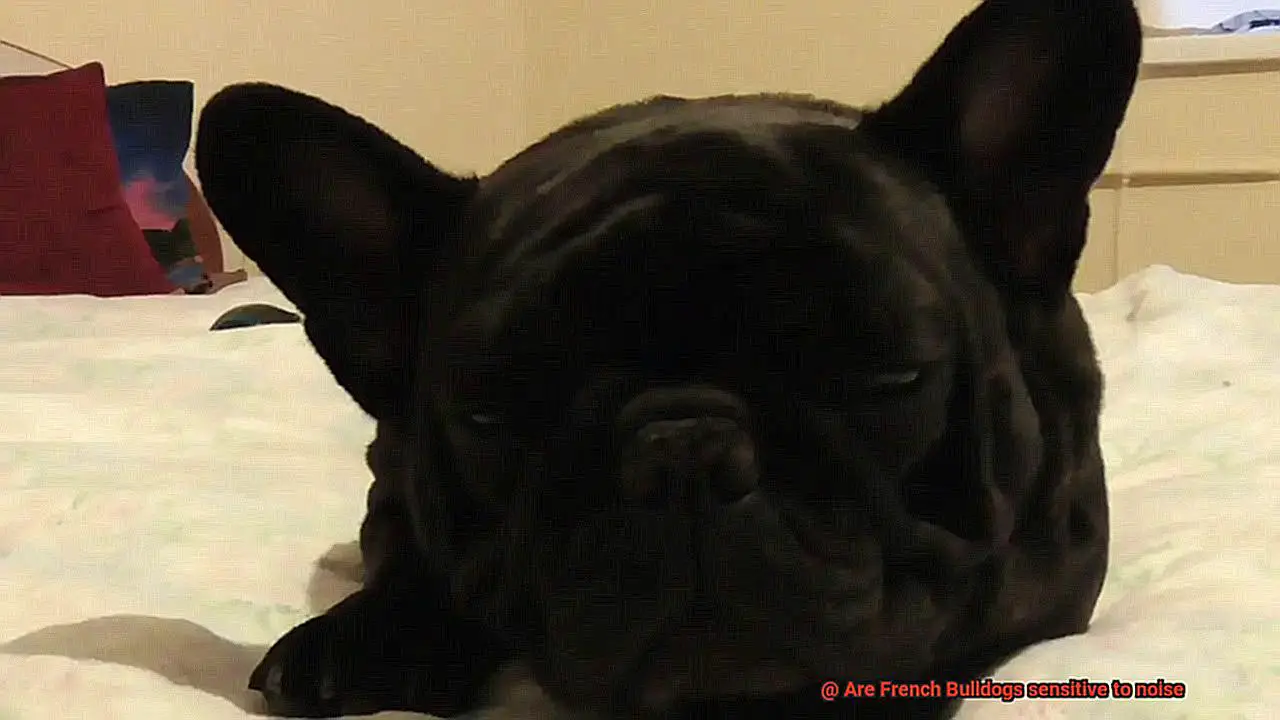 Are French Bulldogs sensitive to noise-4