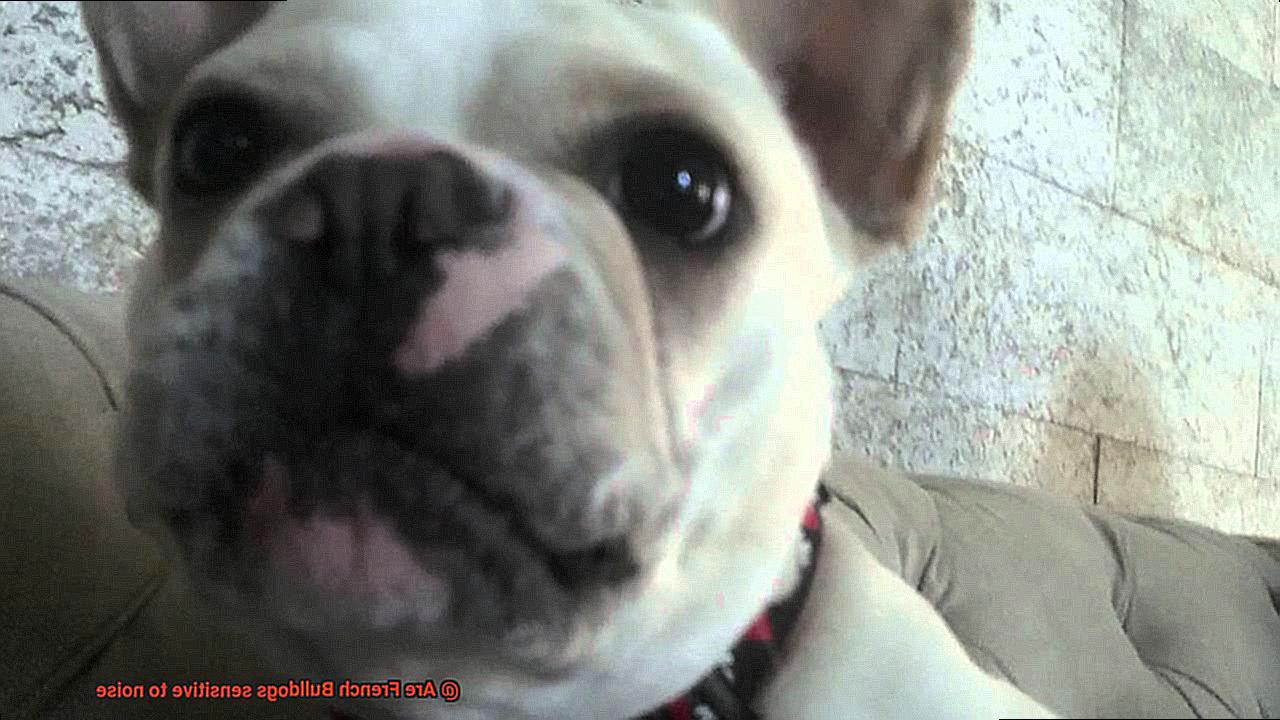 Are French Bulldogs sensitive to noise-5