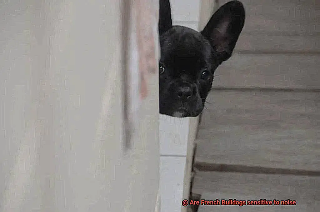 Are French Bulldogs sensitive to noise-3