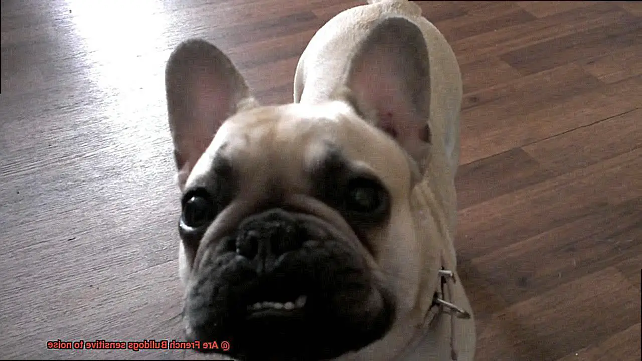 Are French Bulldogs sensitive to noise-2