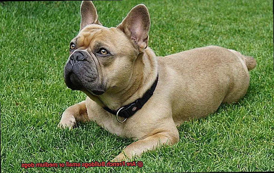 Are French Bulldogs small or medium dogs-2