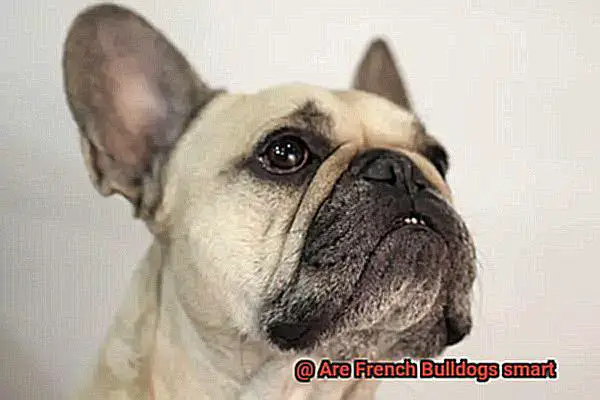 Are French Bulldogs smart-2