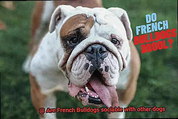 Are French Bulldogs sociable with other dogs-5