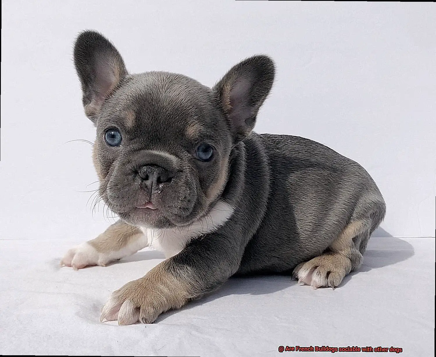 Are French Bulldogs sociable with other dogs-2