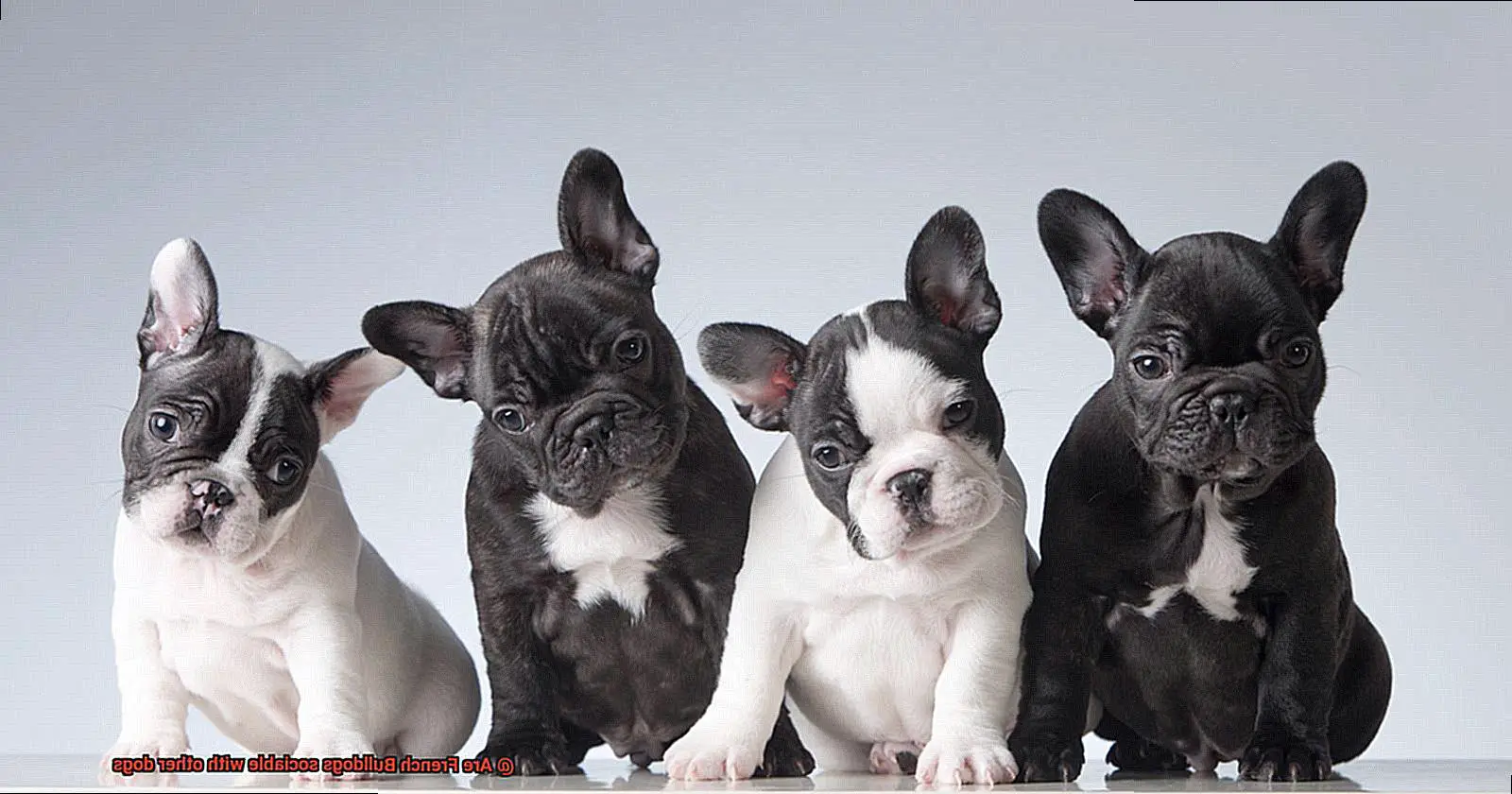 Are French Bulldogs sociable with other dogs-6