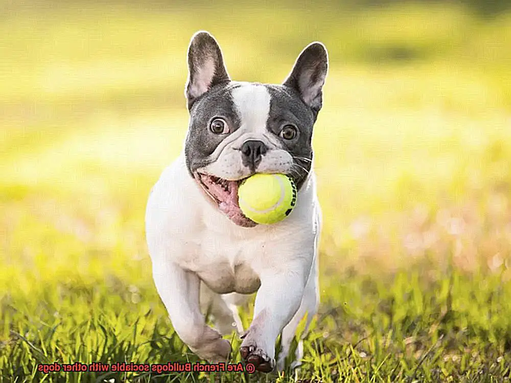 Are French Bulldogs sociable with other dogs-8