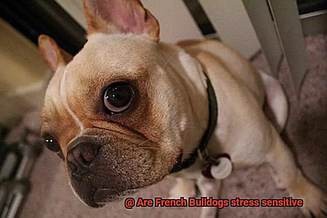 Are French Bulldogs stress sensitive-3