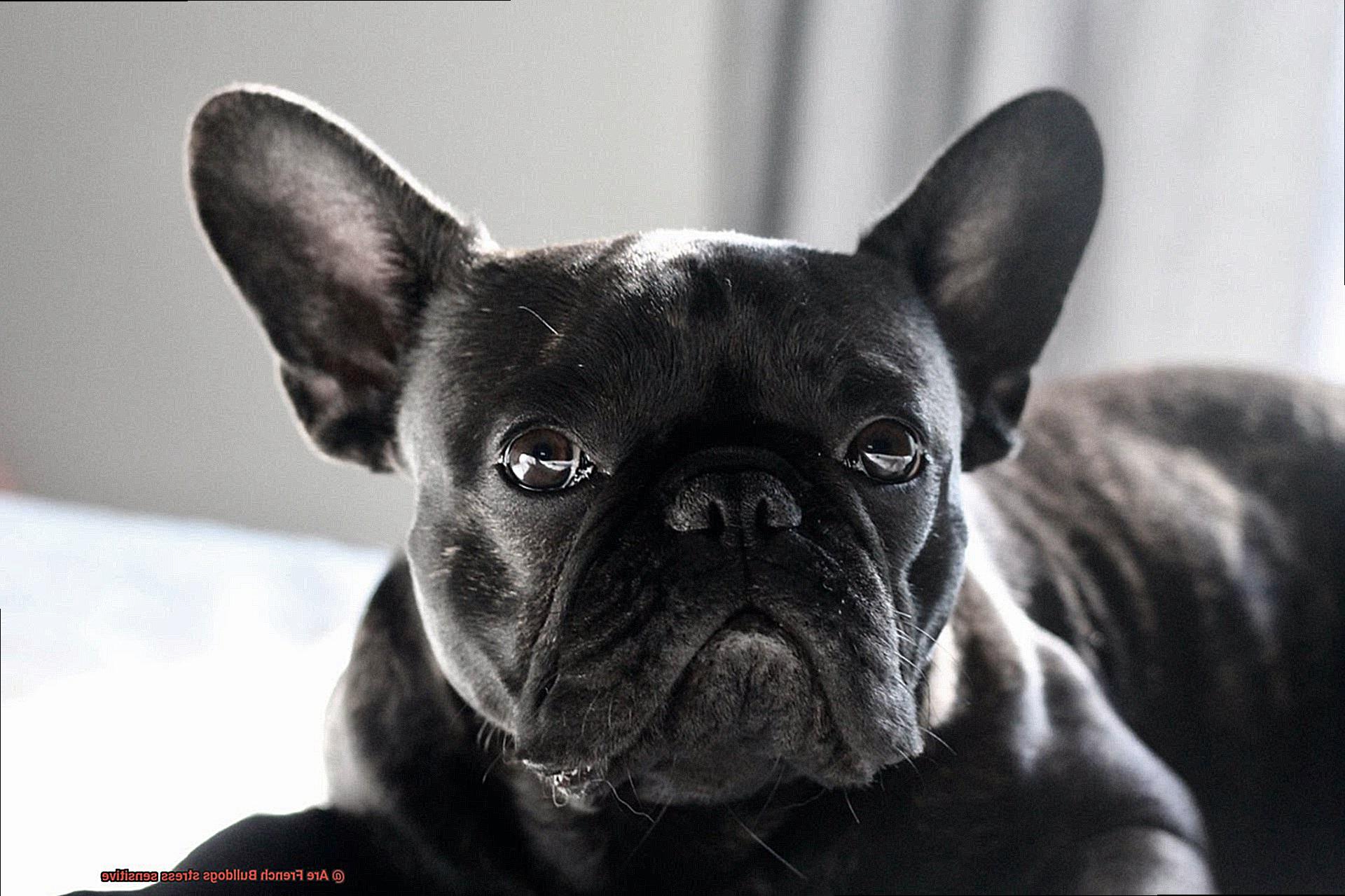 Are French Bulldogs stress sensitive-4