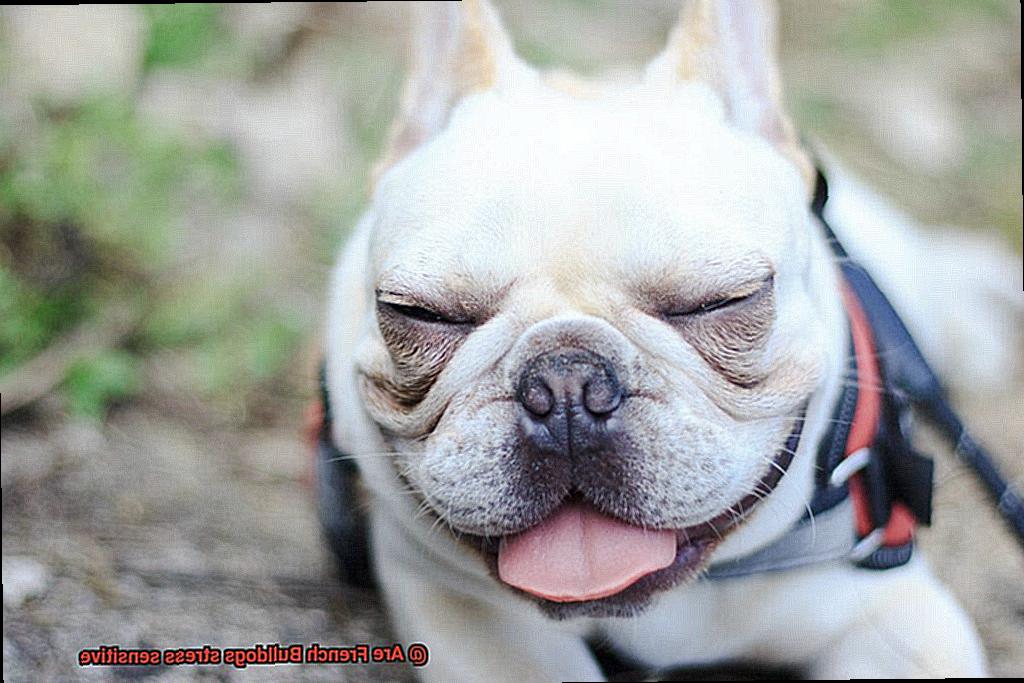 Are French Bulldogs stress sensitive-5