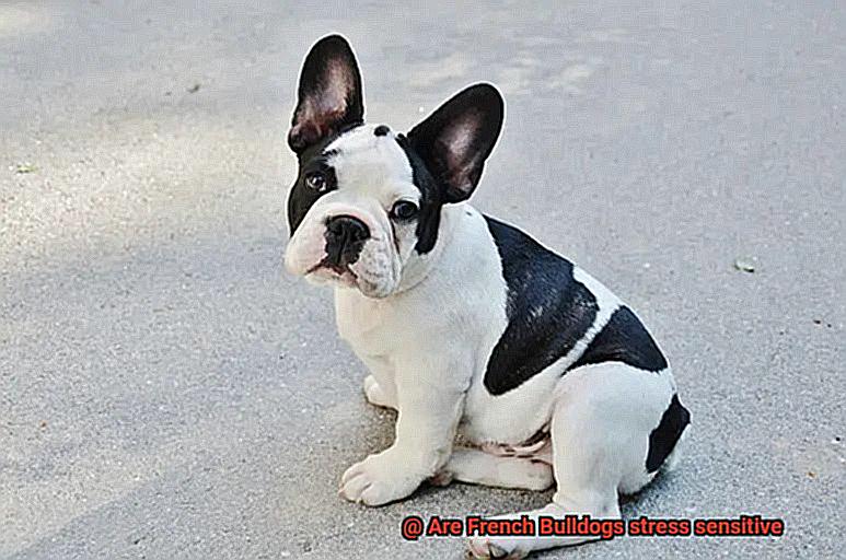 Are French Bulldogs stress sensitive-2