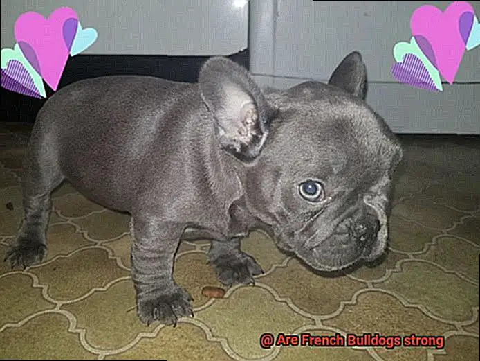Are French Bulldogs strong-3
