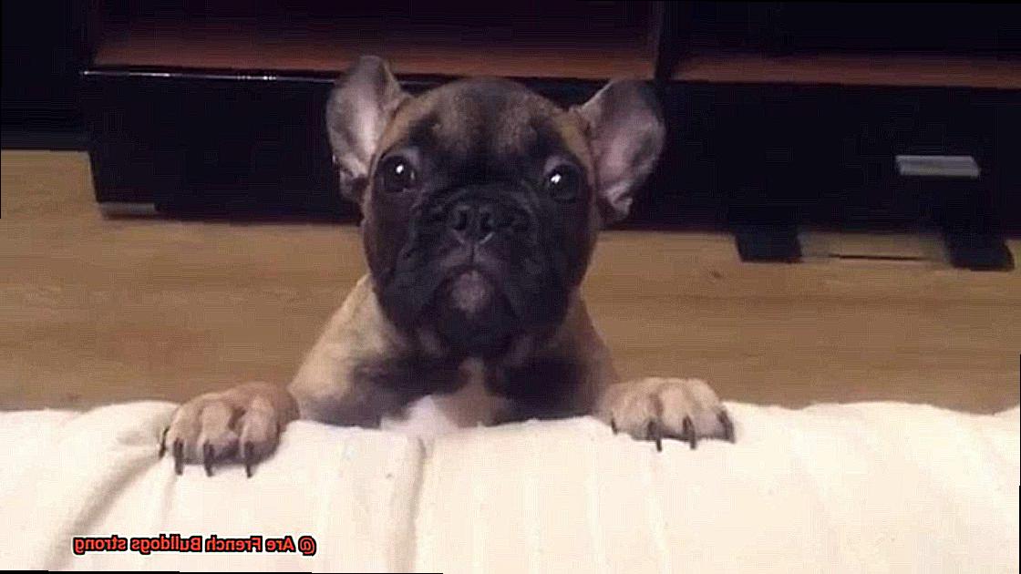 Are French Bulldogs strong-2