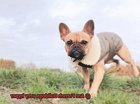 Are French Bulldogs very hyper-4