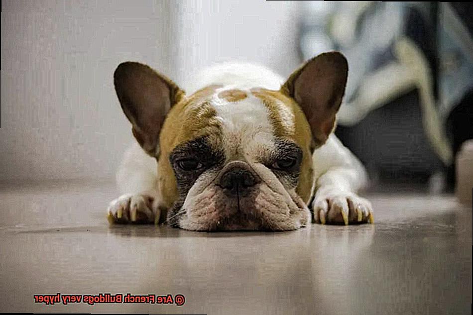Are French Bulldogs very hyper-2