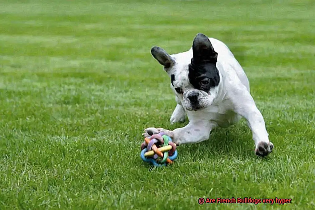 Are French Bulldogs very hyper-5