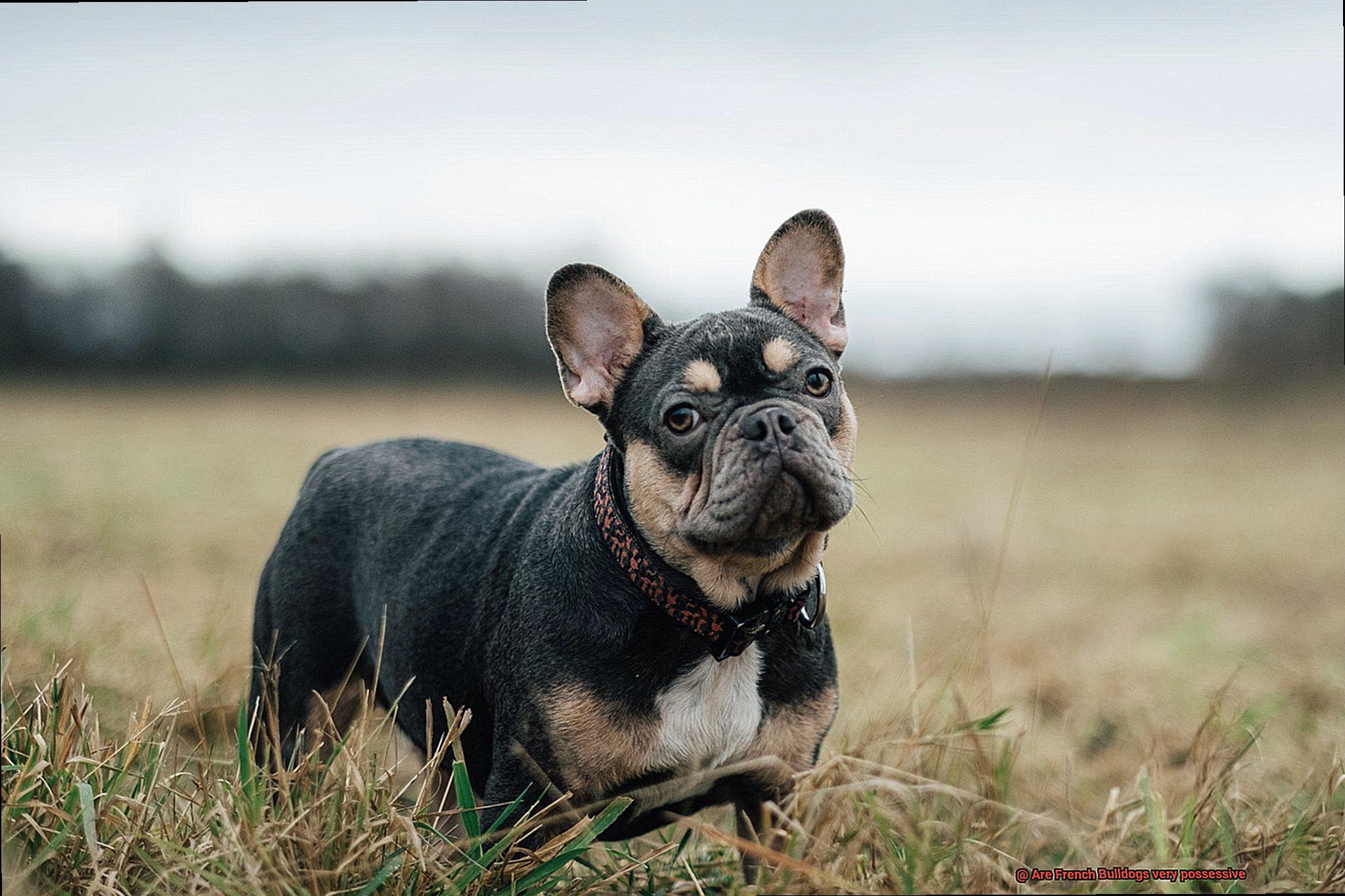 Are French Bulldogs very possessive-2