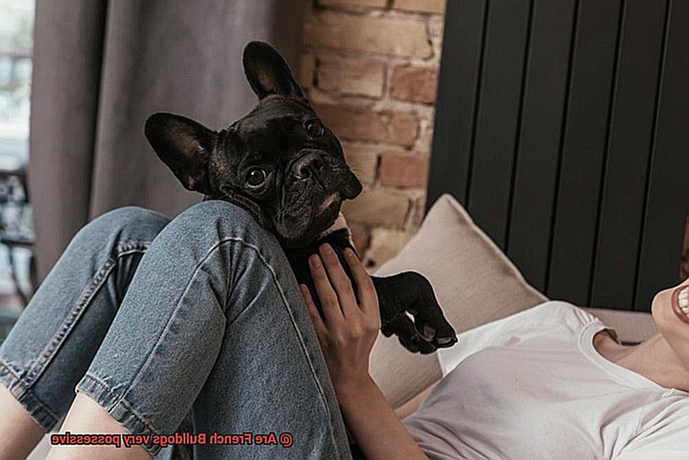 Are French Bulldogs very possessive-3