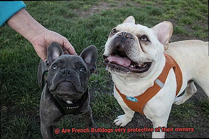 Are French Bulldogs very protective of their owners-3