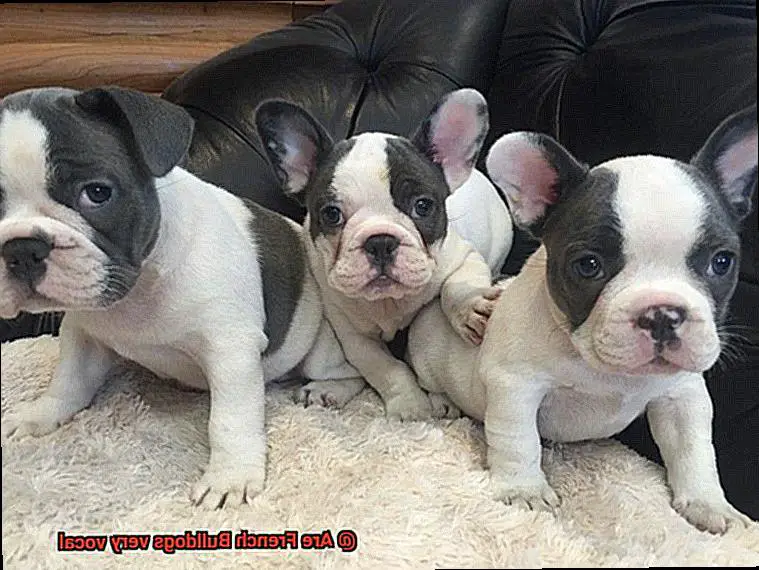 Are French Bulldogs very vocal-2