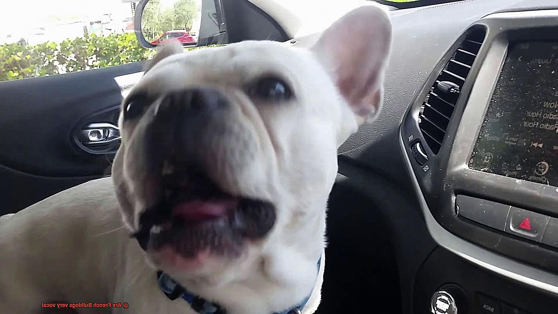 Are French Bulldogs very vocal-3
