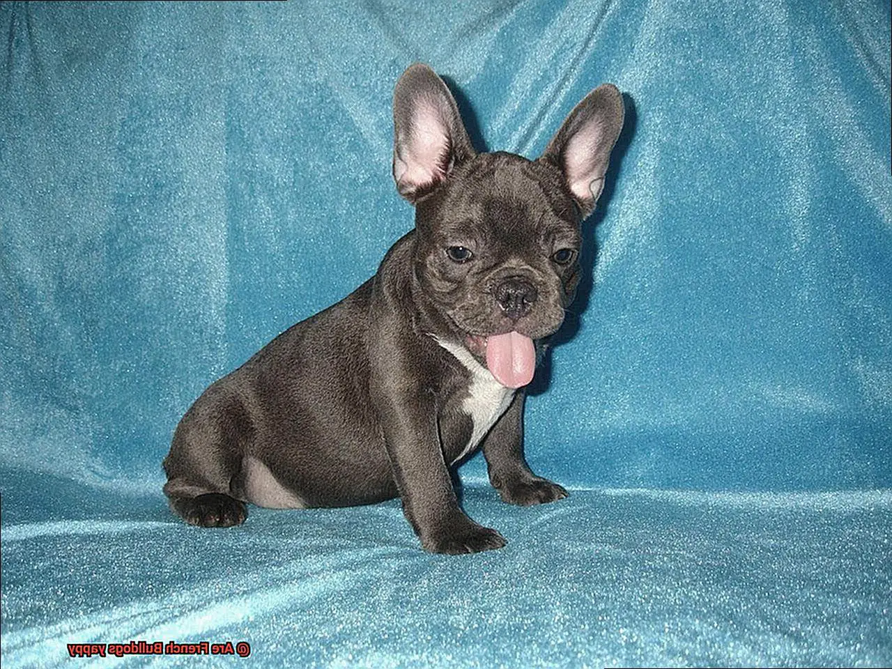 Are French Bulldogs yappy-4