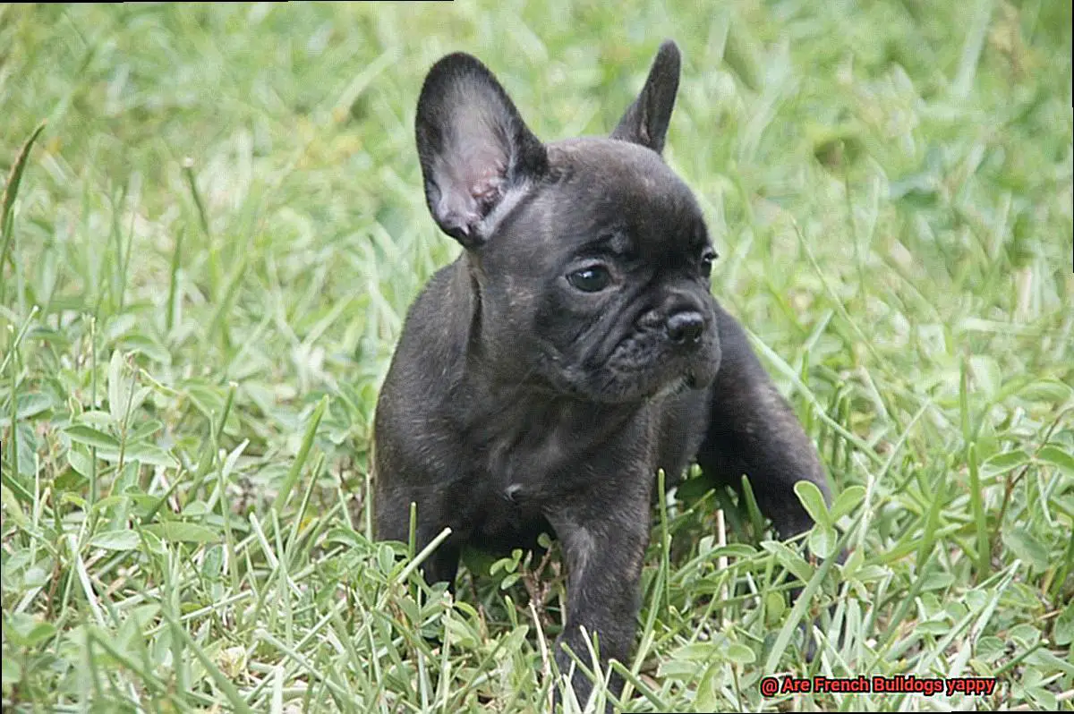 Are French Bulldogs yappy-3