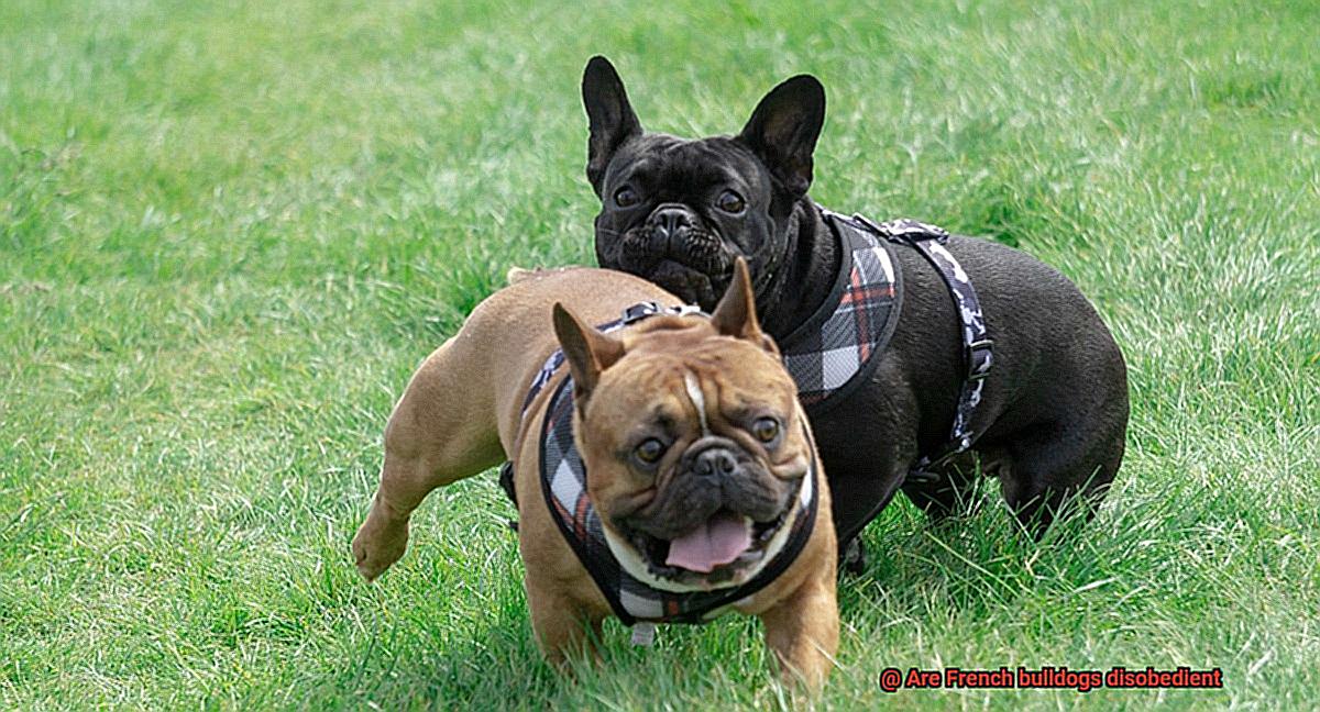 Are French bulldogs disobedient-2