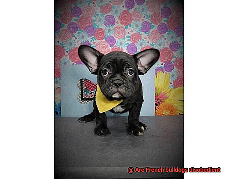 Are French bulldogs disobedient-3