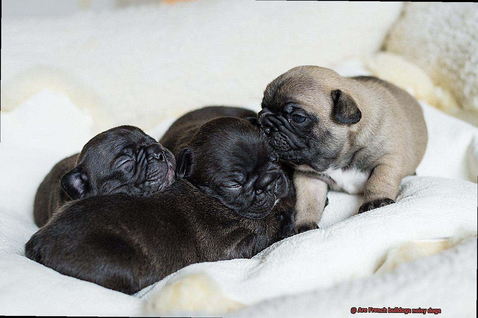 Are French bulldogs noisy dogs-5