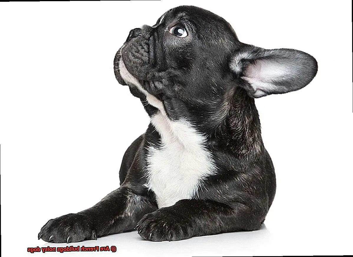 Are French bulldogs noisy dogs-3