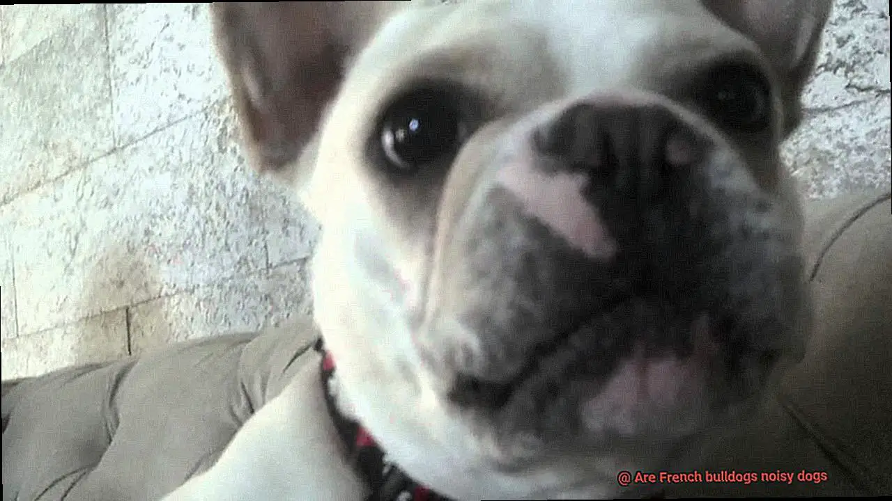 Are French bulldogs noisy dogs-4