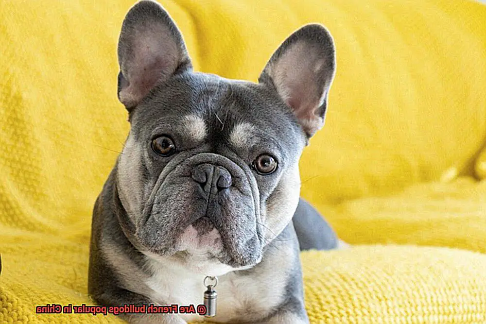 Are French bulldogs popular in China-2